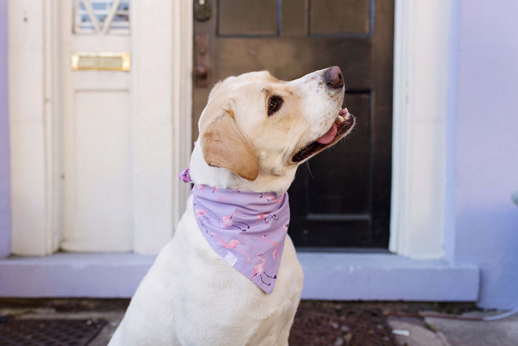 Love Fishing Pet Bandanas for Sale