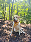 Mushrooms on Honey Bandana