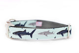 Sharks on Aqua Collar