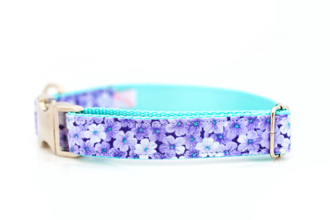 Purple Verbena on Aqua Collar